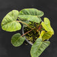Philodendron pastazanum x billietiae Dwarf