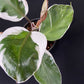 Philodendron White Knight Mutation