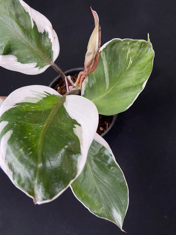 Philodendron White Knight Mutation