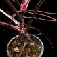 Philodendron Red Anderson