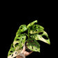 Monstera adansonii aurea