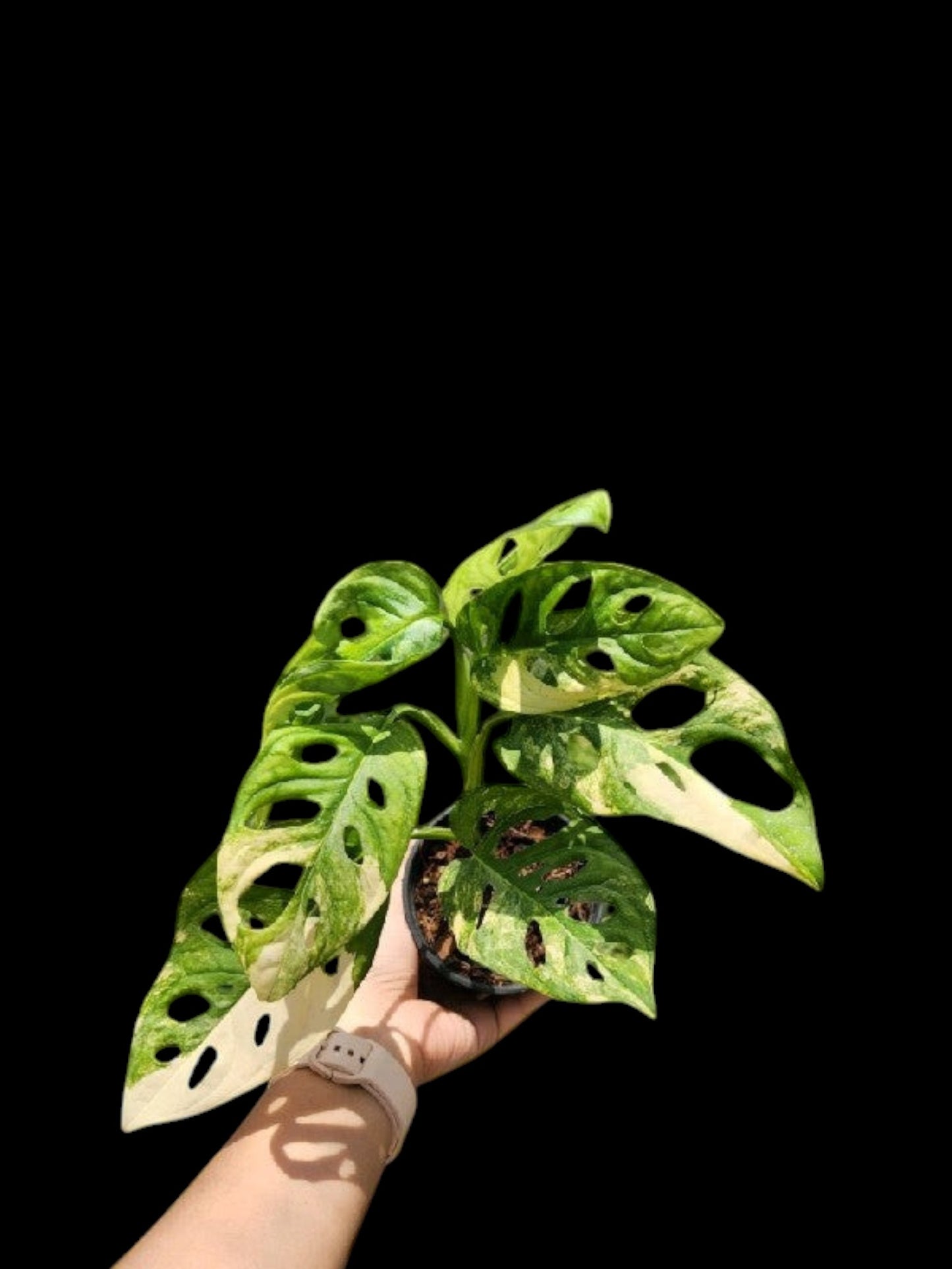 monstera adansonii variegated aurea Monstera adansonii aurea – Amazon Garden Thailand