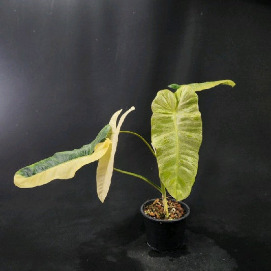 Philodendron Paraiso Verde aurea