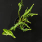 Epipremnum sangri-la
