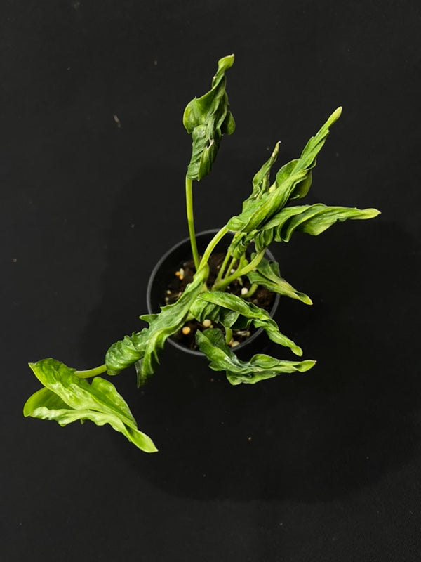 Epipremnum sangri-la
