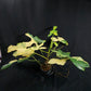 Philodendron bipennifolium variegated