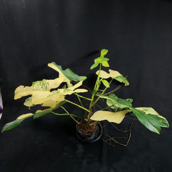 Philodendron bipennifolium variegated