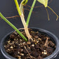 Philodendron bipennifolium variegated