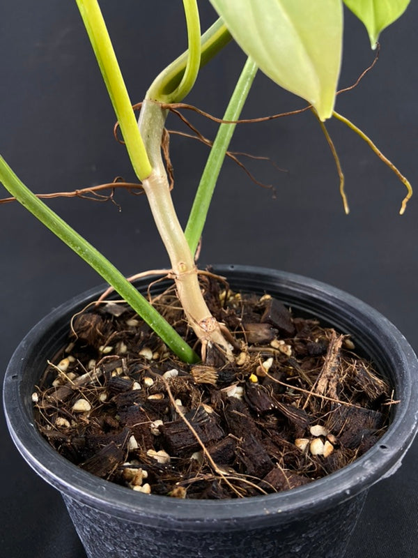 Philodendron bipennifolium variegated