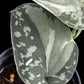 Scindapsus Mayari