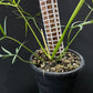 Philodendron polypodioides