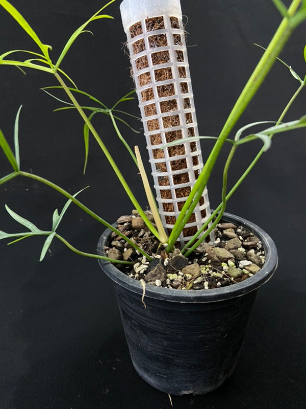 Philodendron polypodioides