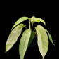 Rhaphidophora Gorilan variegated
