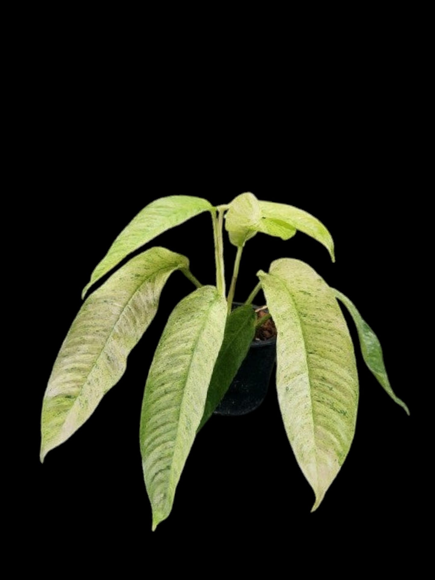 Rhaphidophora Gorilan variegated