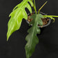 Philodendron San Antioquia
