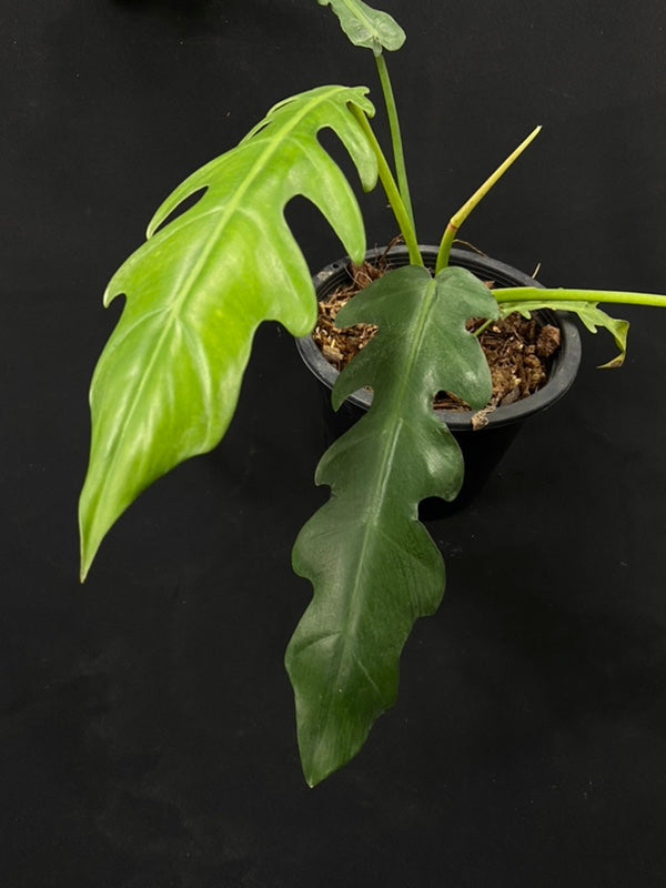 Philodendron San Antioquia