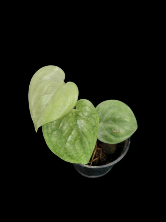 Scindapsus Lucens
