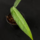Monstera obliqua yasuni (small)