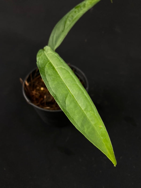 Monstera obliqua yasuni (small)