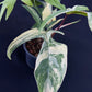 Philodendron Florida Beauty