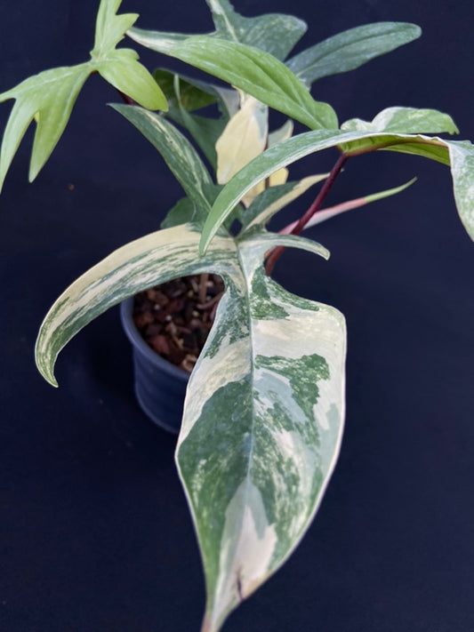 Philodendron Florida Beauty
