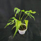 Monstera Burle Marx Flame XL