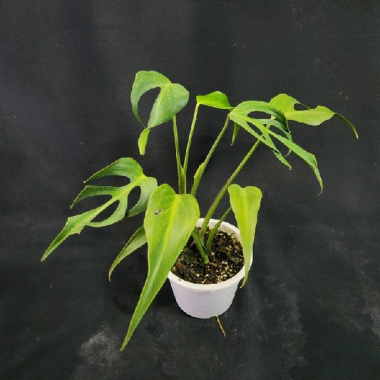 Monstera Burle Marx Flame XL