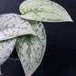 Scindapsus Silver Lady