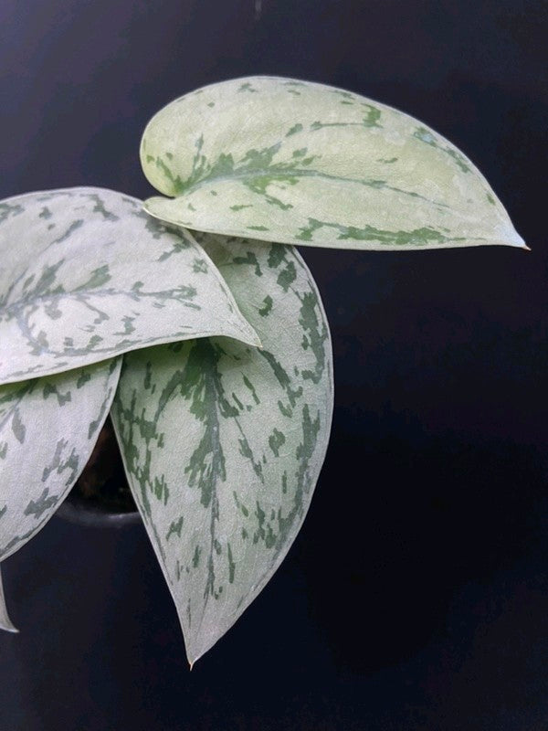 Scindapsus Silver Lady