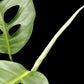 Monstera acuminata (L)
