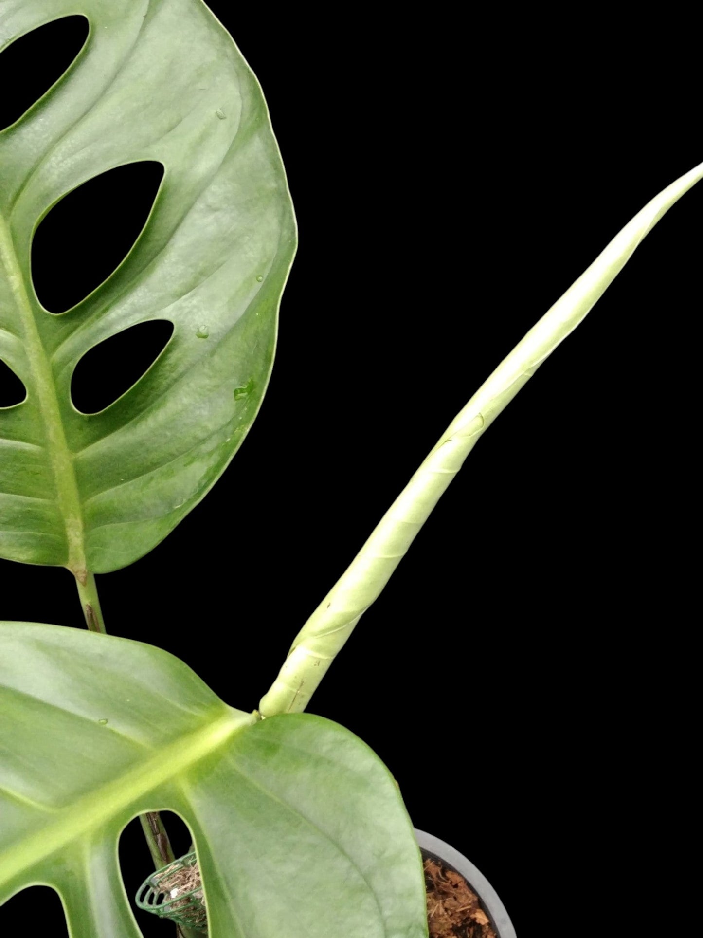 Monstera acuminata (L)