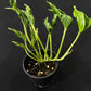 Epipremnum sangri-la