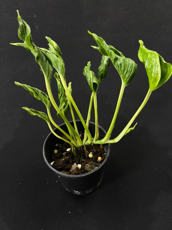 Epipremnum sangri-la