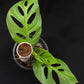 Monstera acuminata