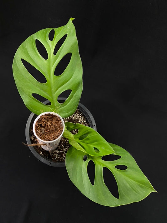 Monstera acuminata