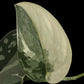 Scindapsus Mayari