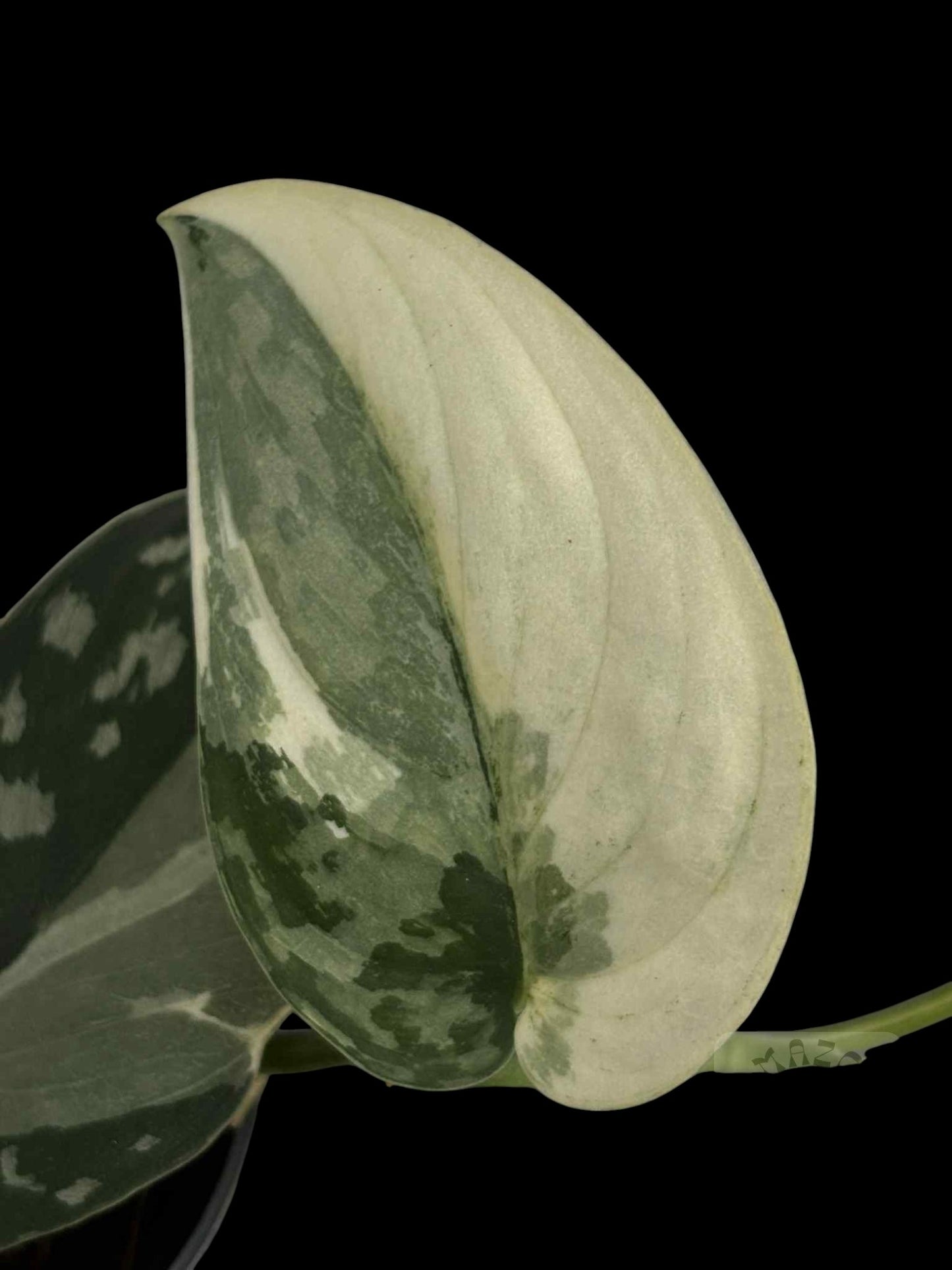 Scindapsus Mayari