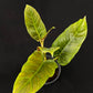 Philodendron subhastatum variegated