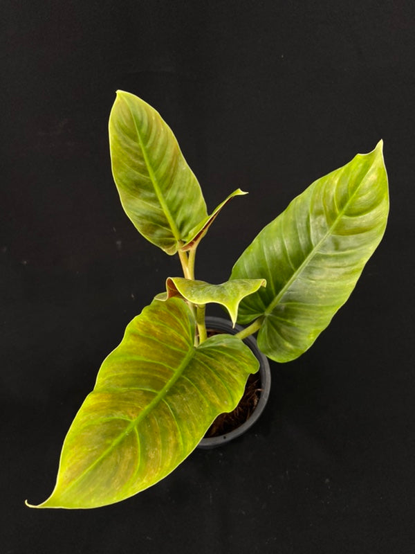 Philodendron subhastatum variegated