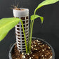 Monstera obliqua Tiwinza Narrow