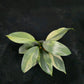 Philodendron hastatum variegated