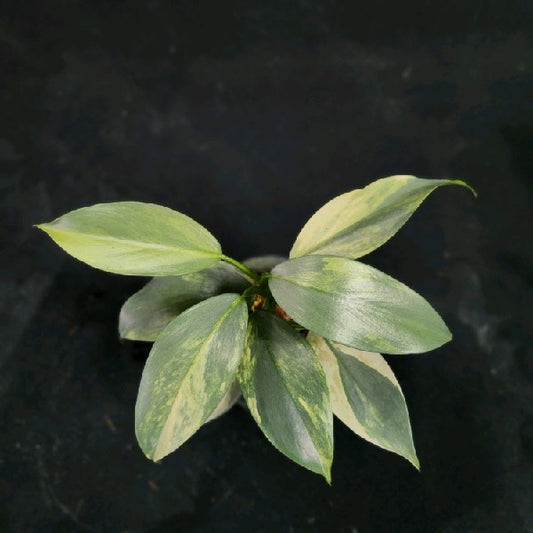 Philodendron hastatum variegated