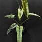 Philodendron felix