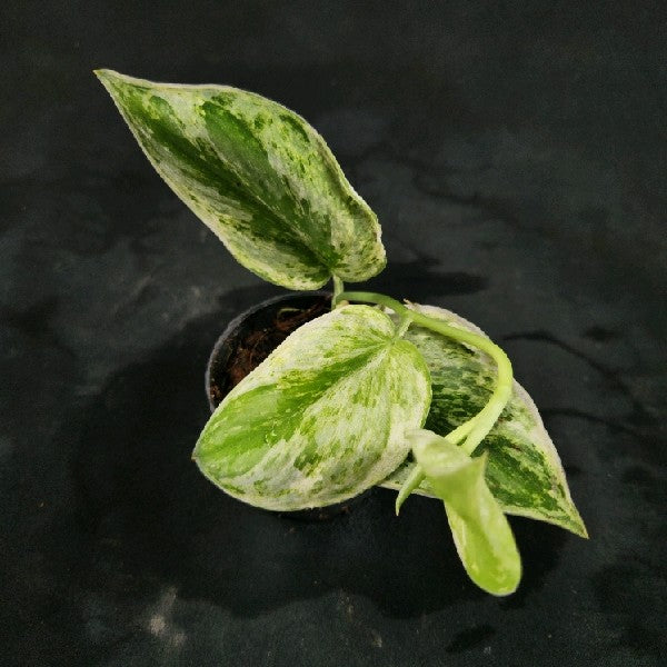 Scindapsus Silver Night King