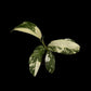 Monstera lechleriana variegated