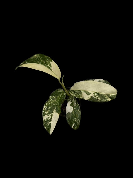 Monstera lechleriana variegated