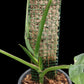 Monstera acuminata (L)