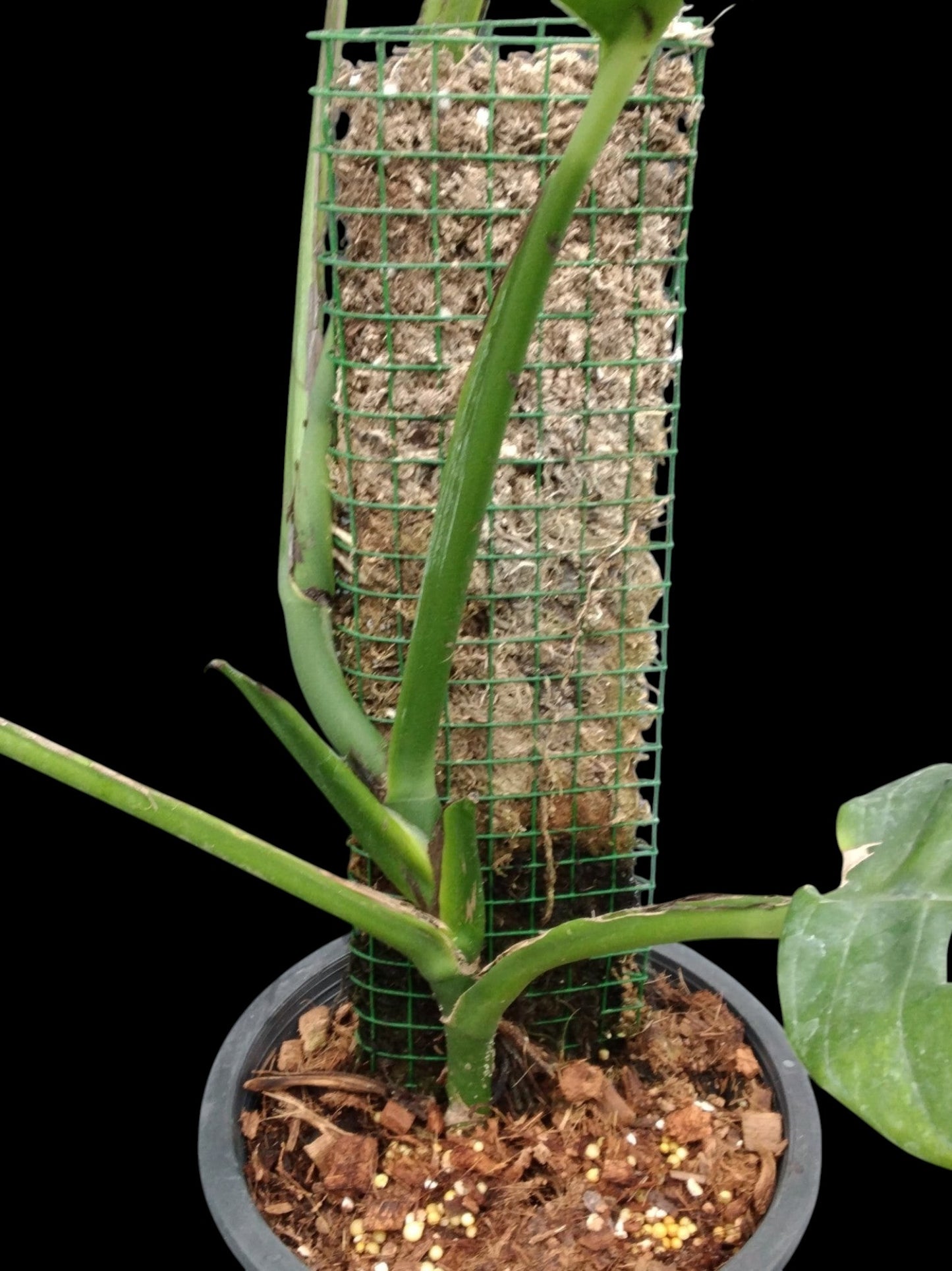 Monstera acuminata (L) – Amazon Garden Thailand