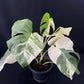 Monstera deliciosa albo