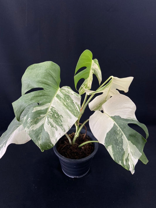 Monstera deliciosa albo